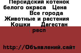 Персидский котенок белого окраса › Цена ­ 35 000 - Все города Животные и растения » Кошки   . Дагестан респ.